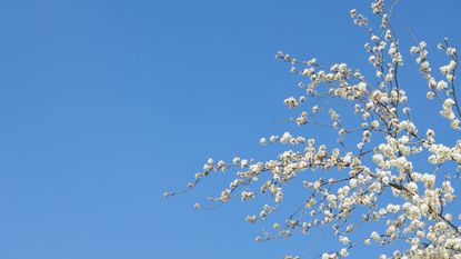 White flowering trees