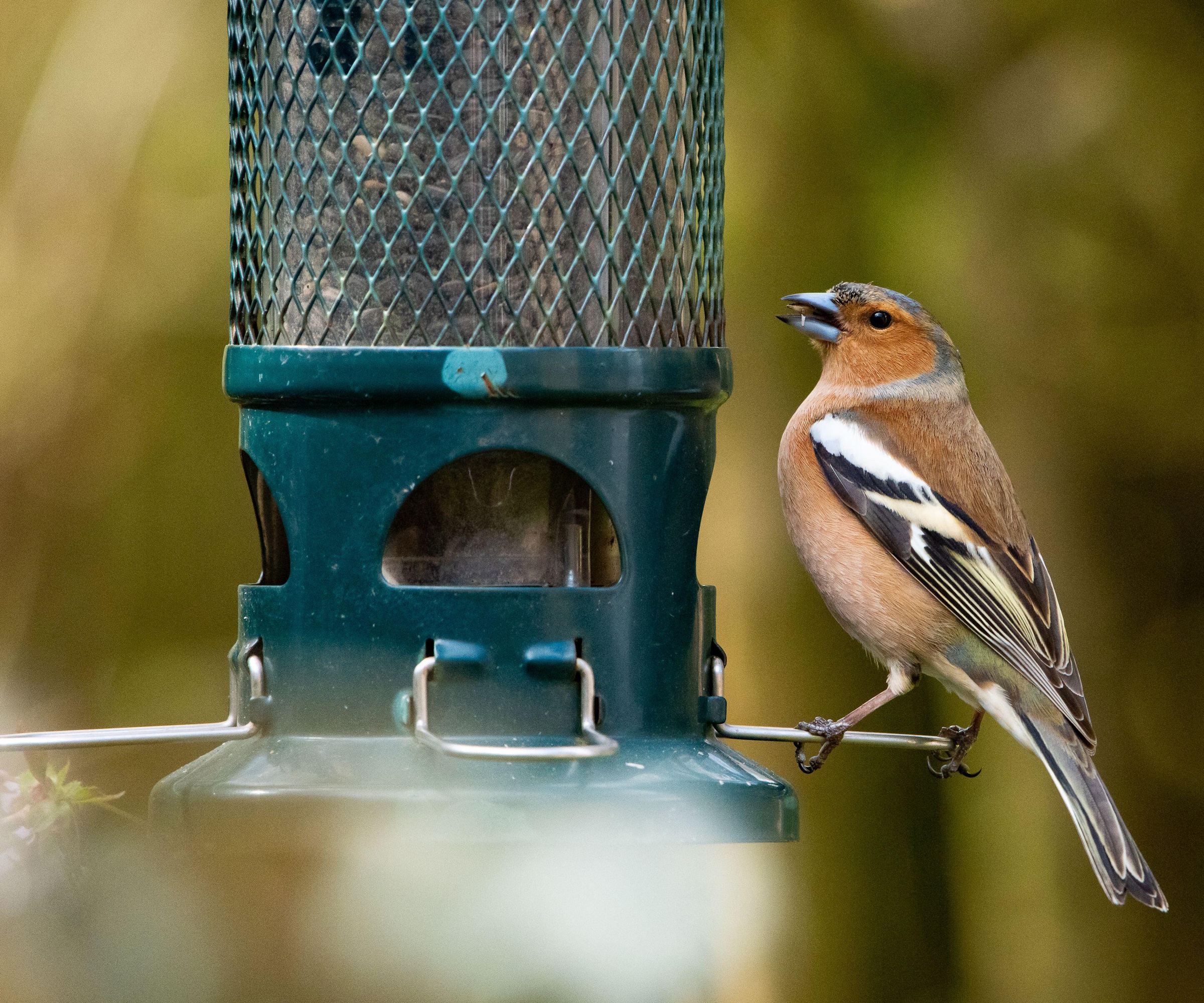 Chaffinch at bird feeder
