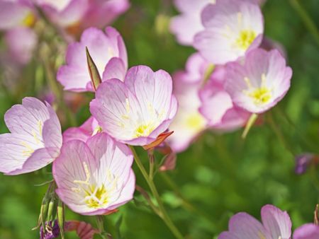 Pink Evening Primrose Flowers