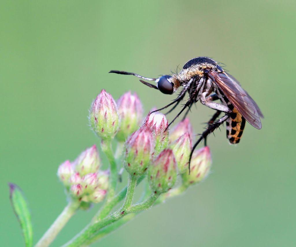 how-to-get-rid-of-mosquitoes-inside-the-house-naturally-homes-gardens