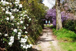 Path lined with flowering shrubs at Caerhays Gardens, Cornwall..