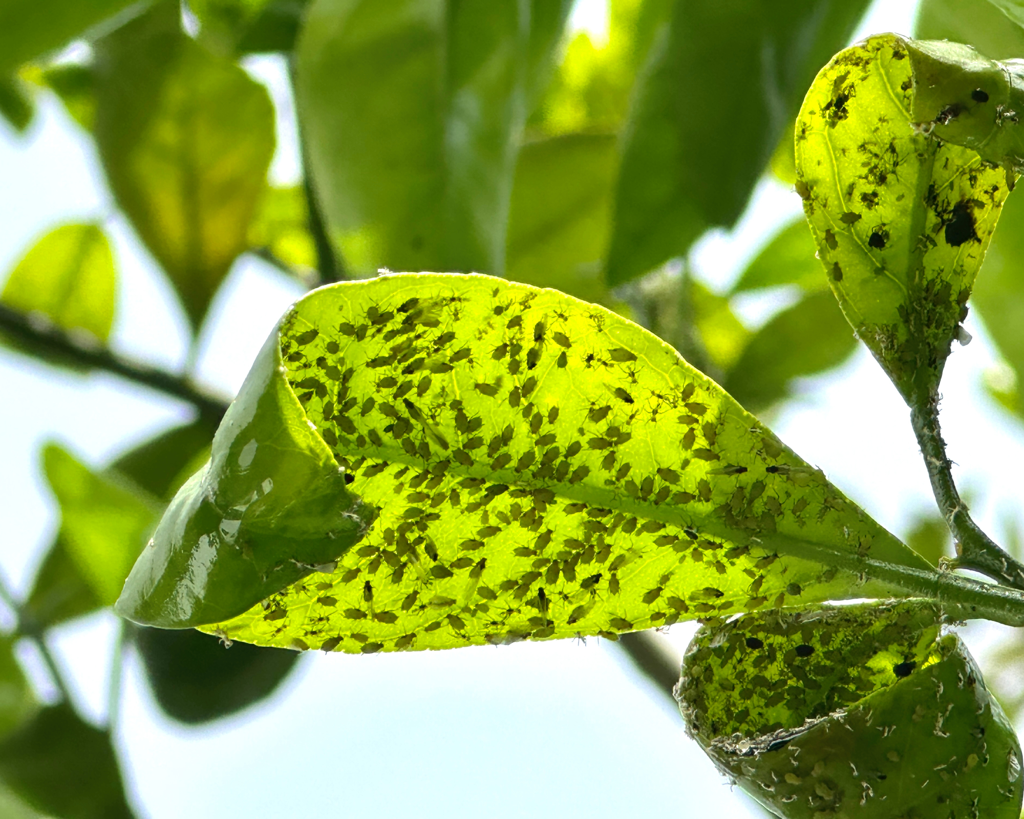 aphids on lemon tree leaves