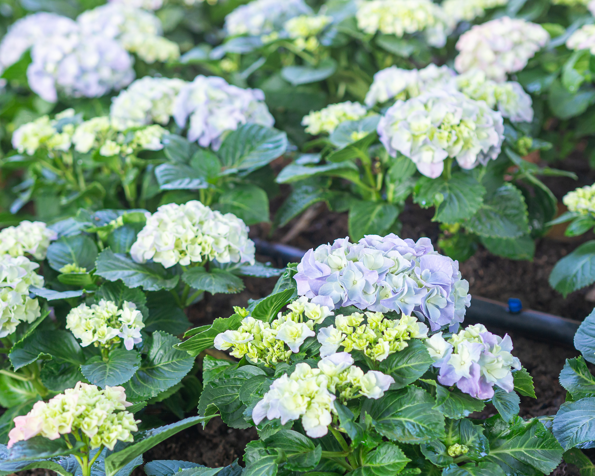 Drip irrigation set up through hydrangea plants