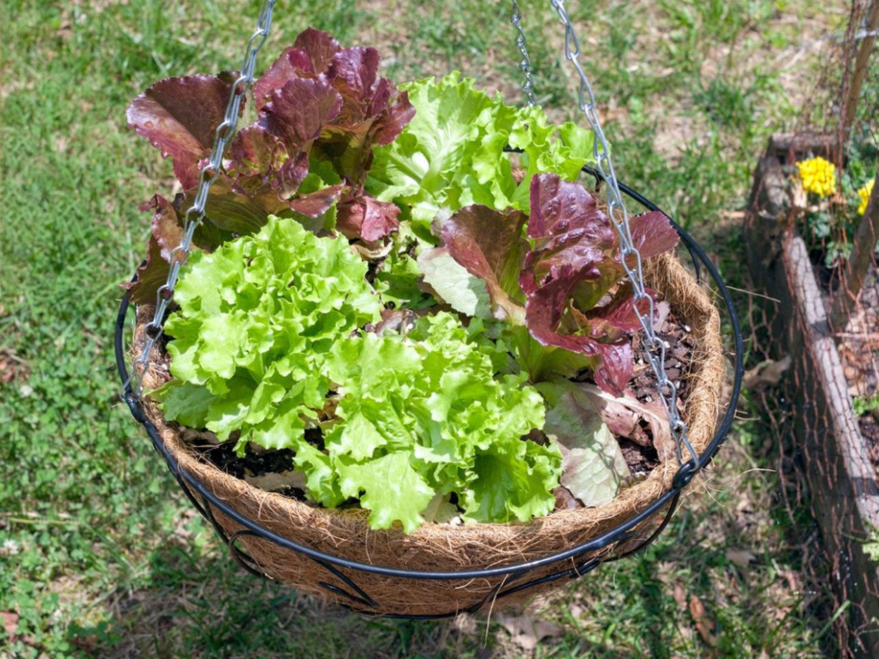 Hanging Lettuce Basket