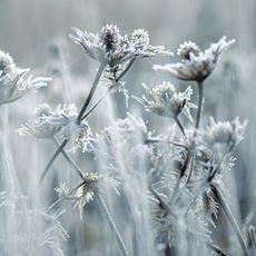 Sea holly flower seed heads covered in frost