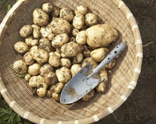 Freshly dug up potatoes in basket