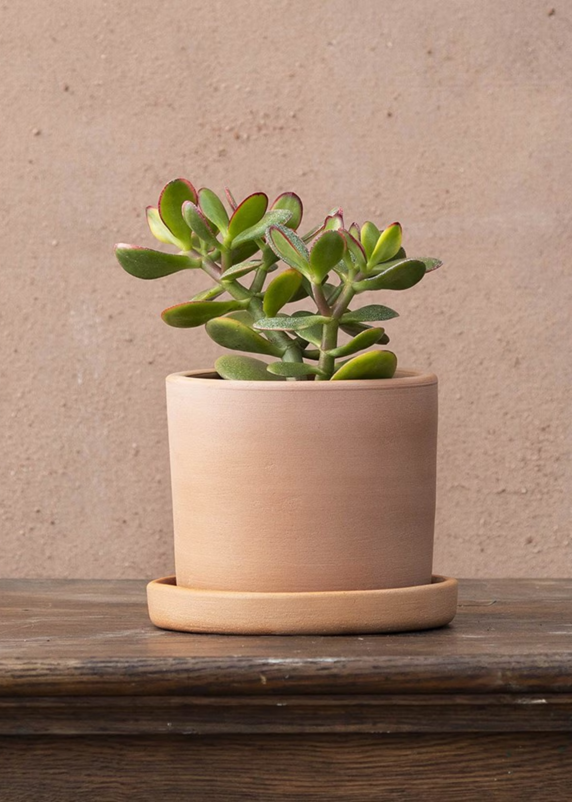 A baby jade plant in a terracotta planter with a saucer on a wooden table