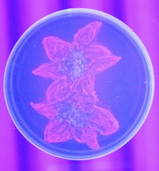 asm, american society for microbiology, agar art contest