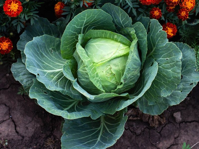 Tips & Information about Cabbage Gardening Know How