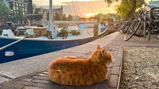 Ginger cat sitting near the canal in Amsterdam and watching the sunset sky