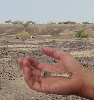 Researchers have discovered a 1.42-million-year-old hand fossil that possesses the styloid process, a vital anatomical feature that allows the hand to lock into the wrist bones, giving humans the ability to make and use complex tools.