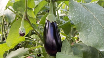 When to pick eggplant