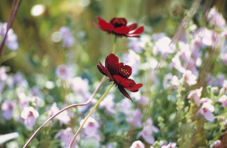 chocolate cosmos 