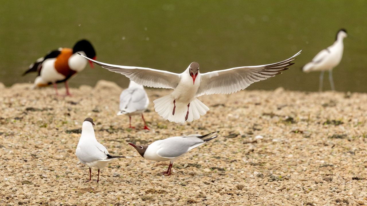 Flying birds shot with Canon cameras