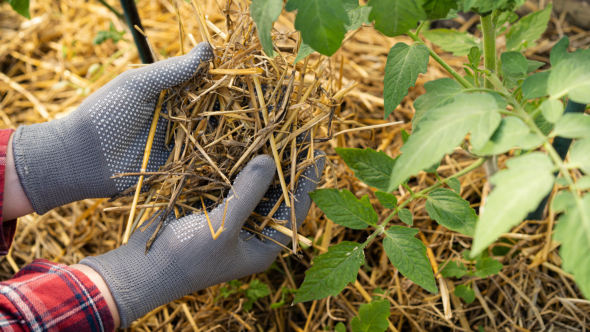 Mulching tomato plants with straw
