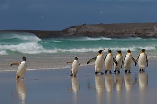 Penguins on beach