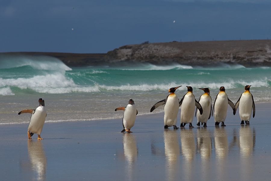 Penguins on beach