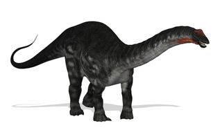 Mokele-mbembe supposedly resembles an apatosaurus, which lived more than 65 million years ago.