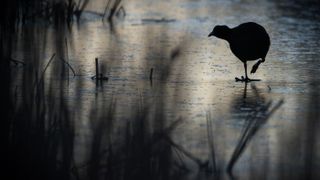 Silhouette of moorhen in reed bed