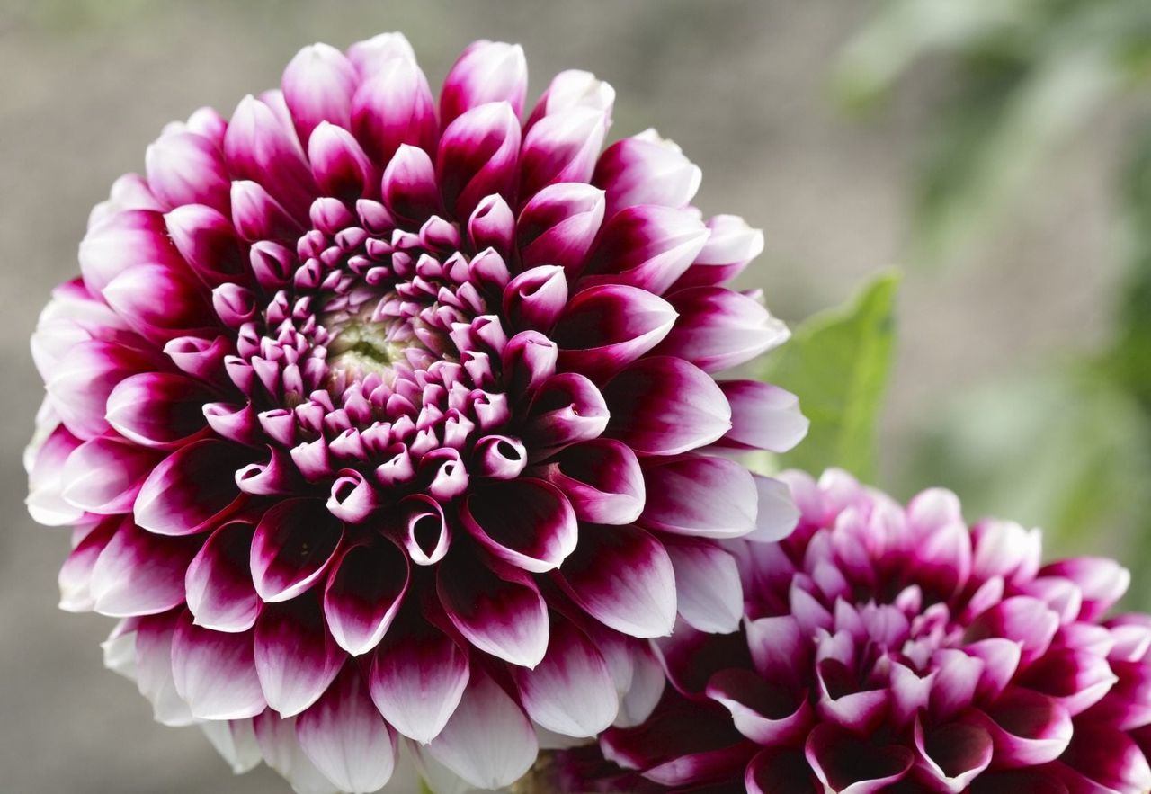 Close Up Of Beautiful Dahlia Flower