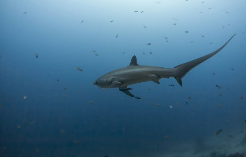 thresher shark swimming