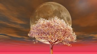 New Moon April 2023: An image of a cherry blossom tree in front of the Moon.