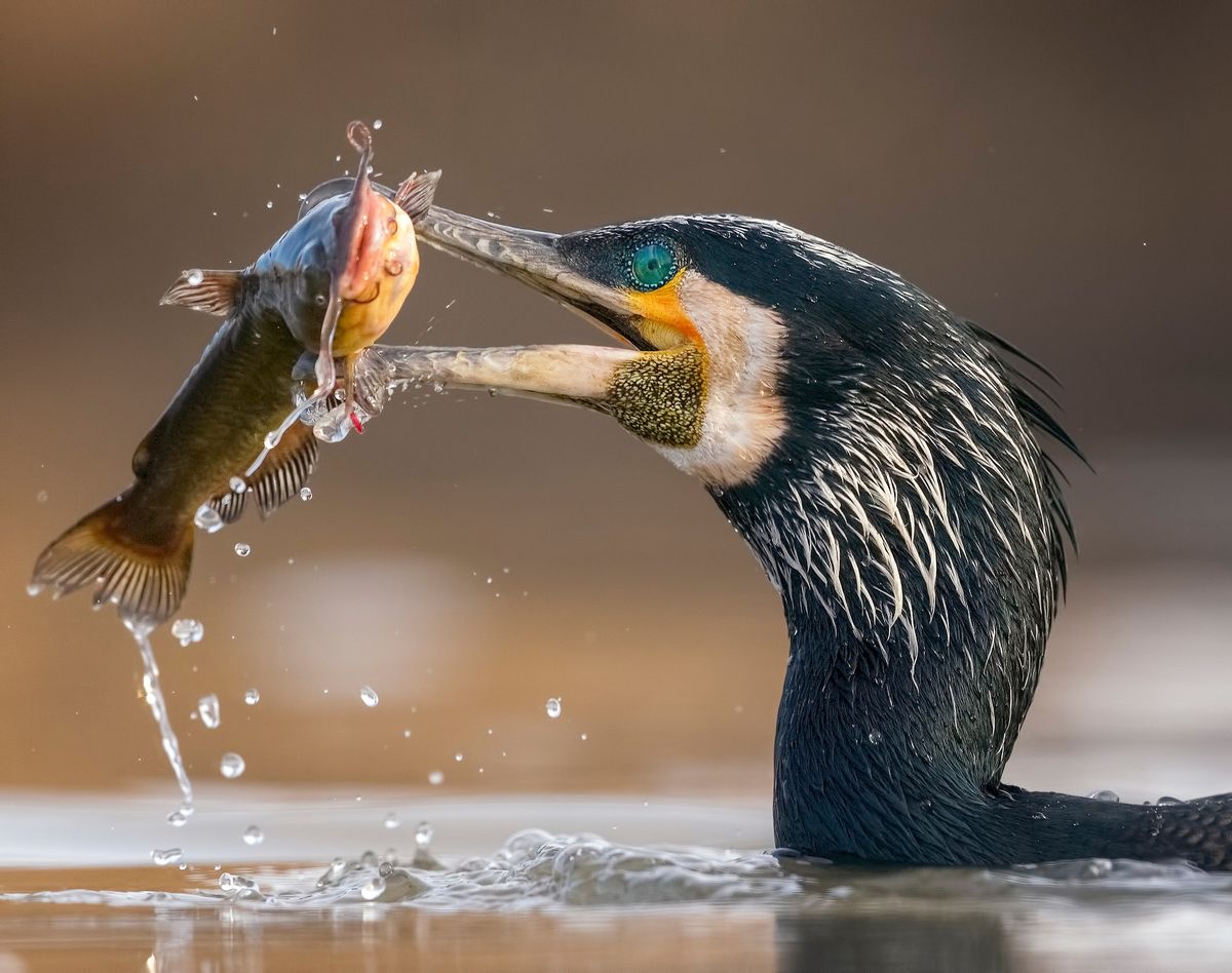 Thomas Hinsche won the Best Portfolio 2019 award for his six spectacular shots