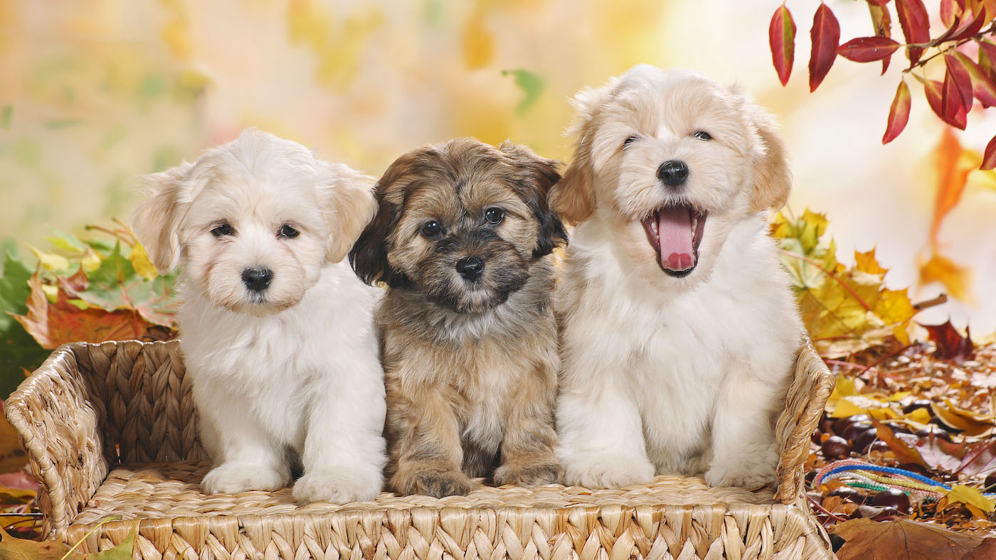 3 Havanese puppies