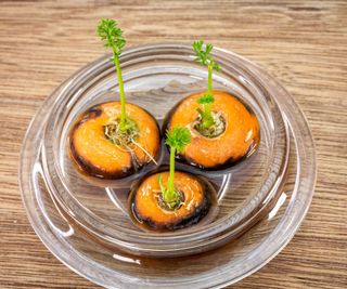 Carrot tops growing in water in a glass bowl