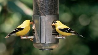 birds eating from feeder