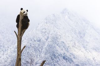 A giant panda searches for food in the frozen landscape.