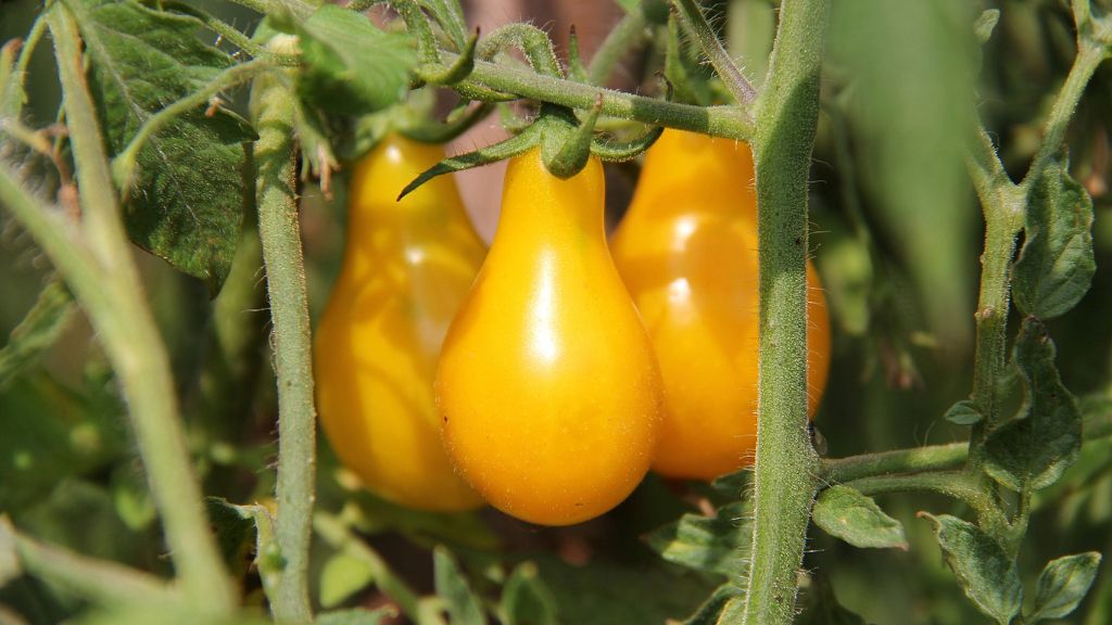 Yellow pear tomatoes on the vine