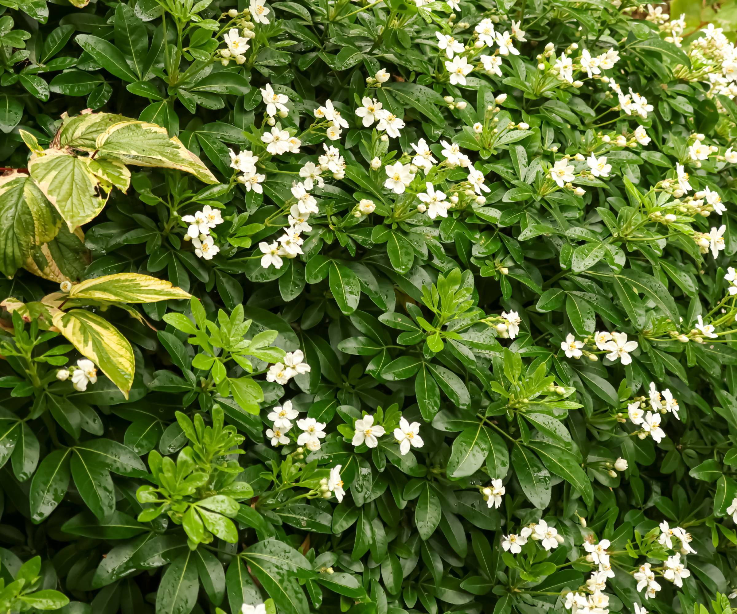 White flowers on a mexican orange blossom shrub