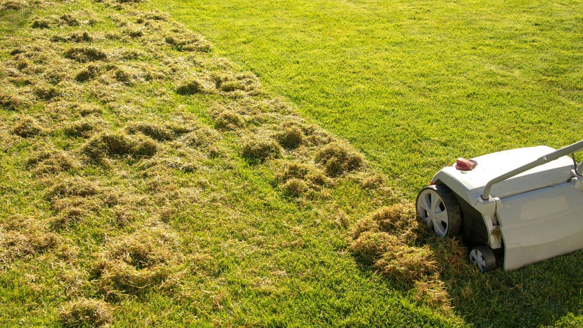Scarifier vs Dethatcher: Experts Explain the Difference and Which One You Should Use on Your Lawn