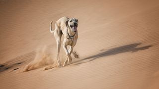 Sloughi running in desert