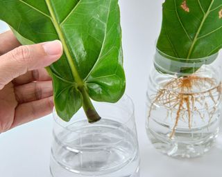 fiddle leaf fig cuttings in plastic bottles