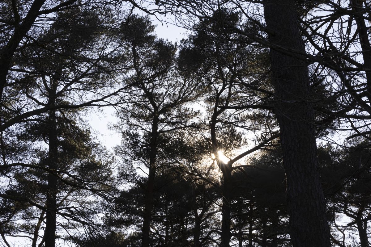 Sigma 56mm F1.4 DC DN Contemporary image gallery: sunstars through silhouetted trees
