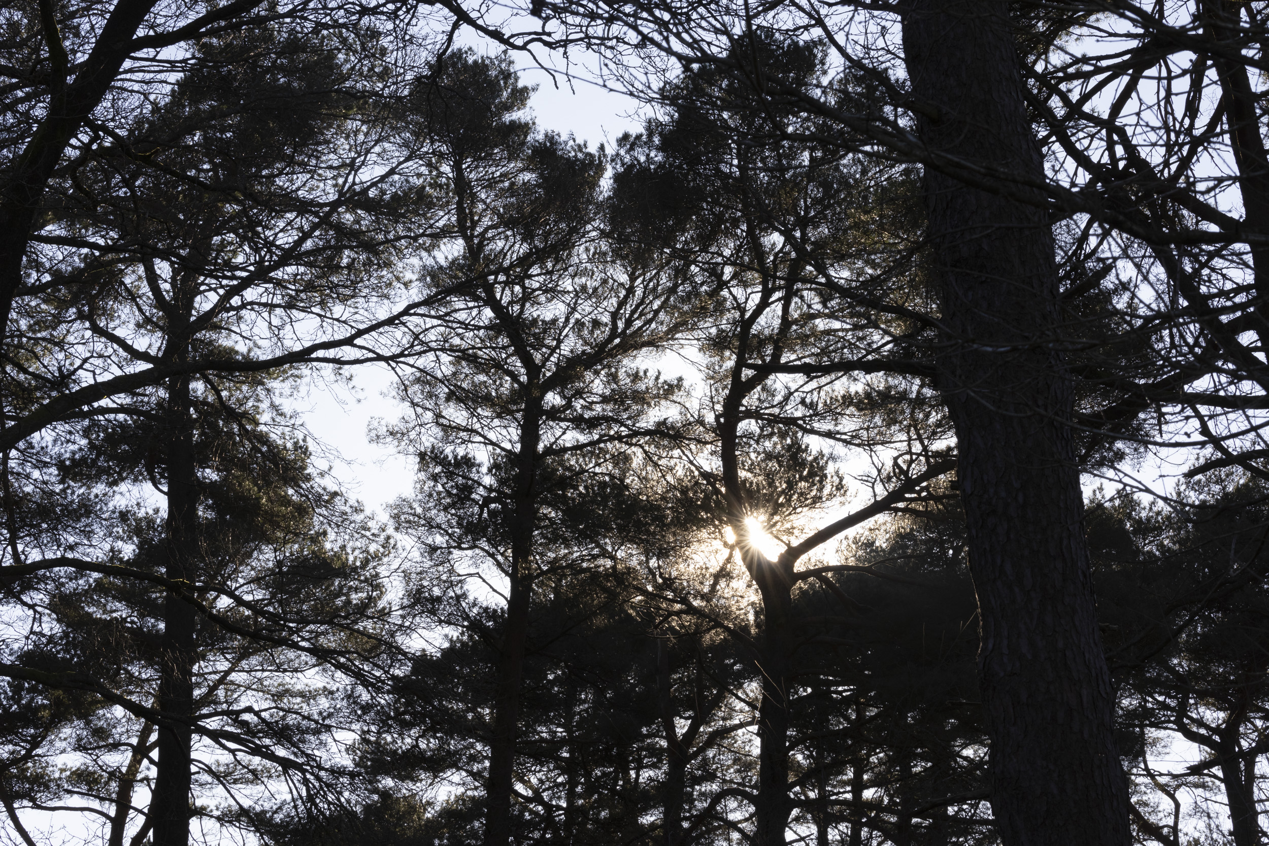 Sigma 56mm F1.4 DC DN Contemporary image gallery: sunstars through silhouetted trees