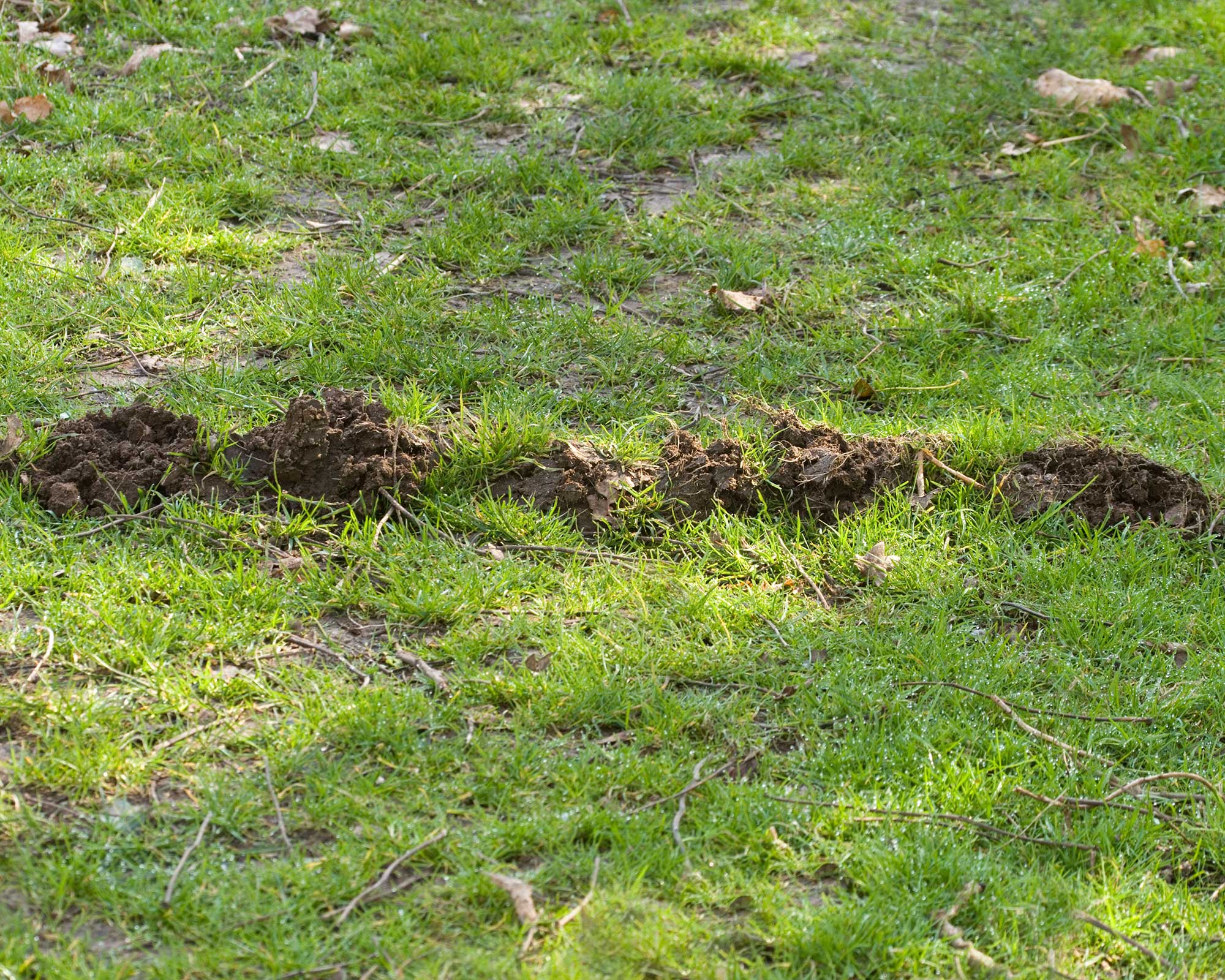 How To Get Rid Of Moles In Your Yard 5 Non Lethal Ways Gardeningetc   CE5549J8GjdWgPpf9MZBJH 