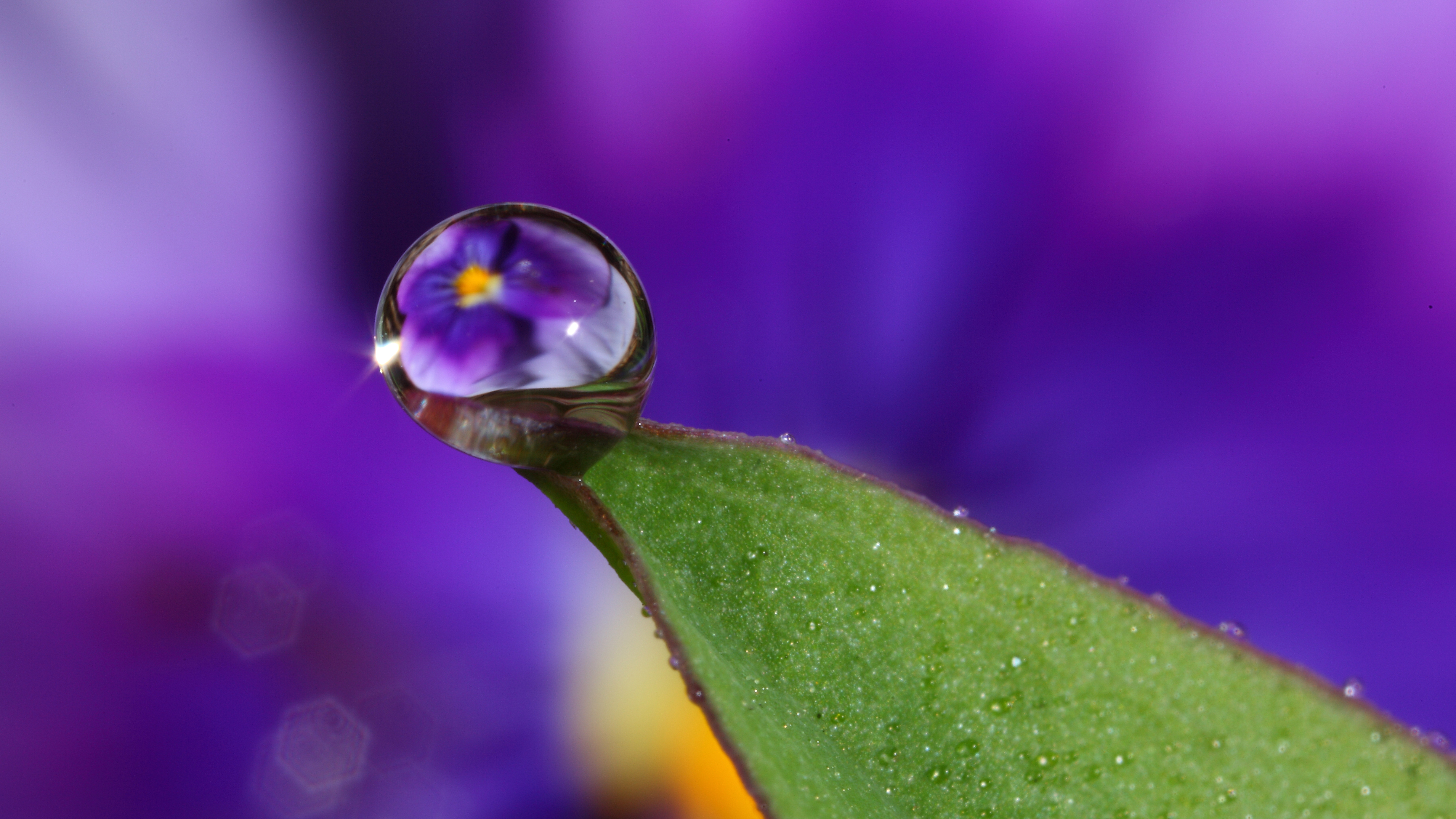 A water droplet on the tip of a leaf