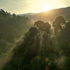 Greenwashing: The rainforest