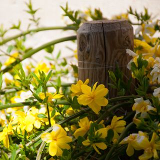 winter jasmine supported by a post
