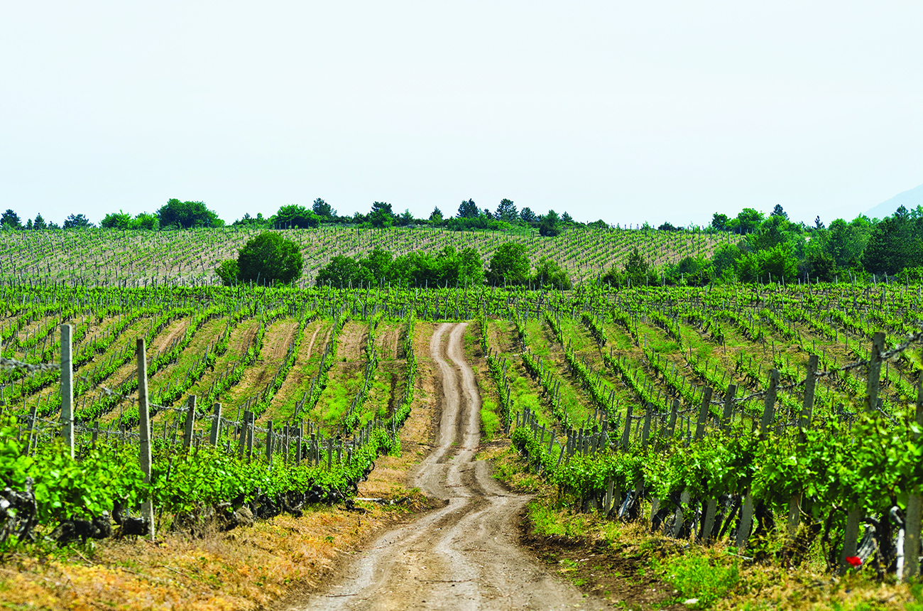 Tikves-winerys-vineyards-in-the-Barovo-region-in-the-south-of-North-Macedonia.-Credit-Marijan-Mozivnik.jpg