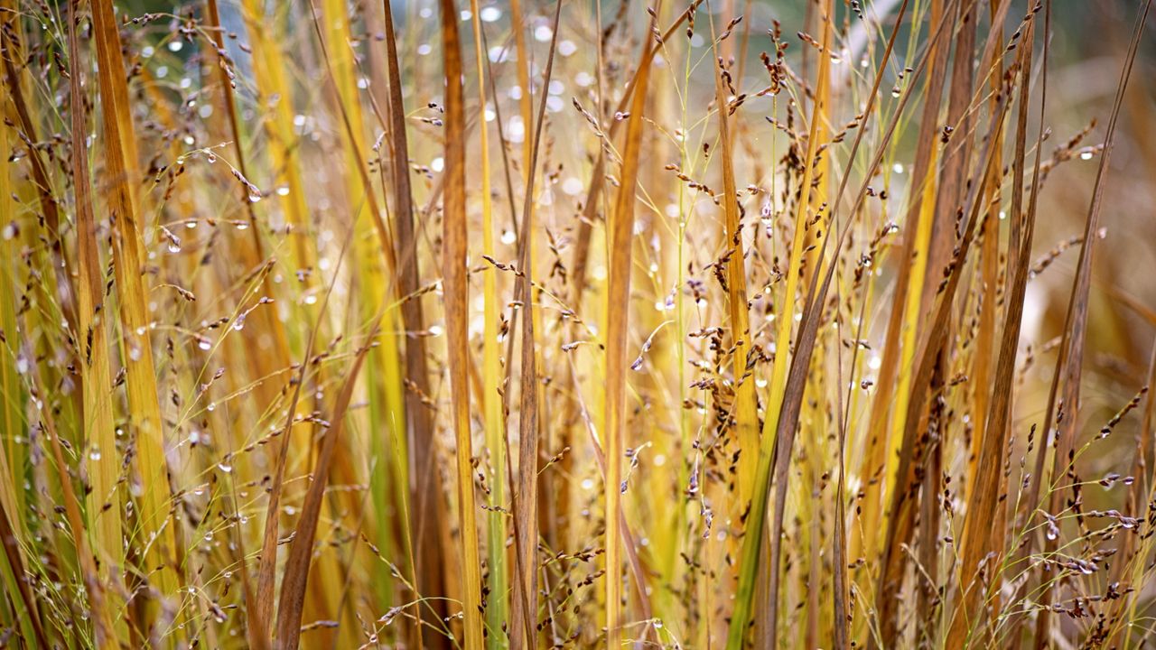 Switch grass for screening