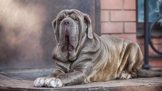 Grey Neapolitan mastiff lying on terrace