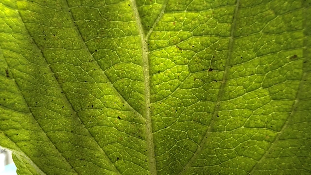 Google Pixel 11 Pro Fold REVIEW Photo Samples