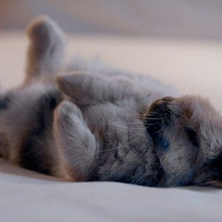 grey rabbit laying on bed