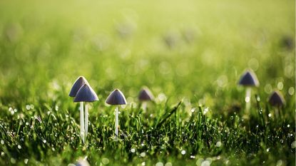 Why are mushrooms growing in my yard