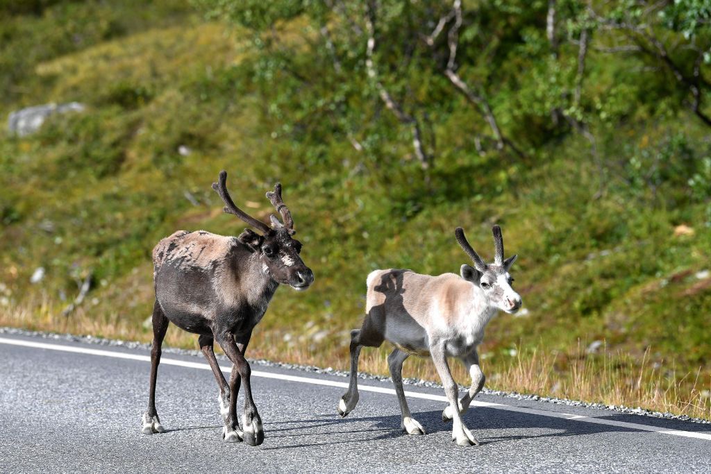 KILPISJARVI FINLAND AUGUST 06 Reindeer herd on the border between Norway and Finland during the 8th Arctic Race Of Norway 2021 Stage 2 a 178km stage from Nordkjosbotn to Storfjord Kilpisjrvi Finland ArcticRace on August 06 2021 in Kilpisjarvi Finland Photo by Stuart FranklinGetty Images