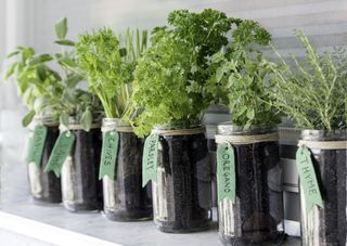 Row of potted and labeled herbs on shelf